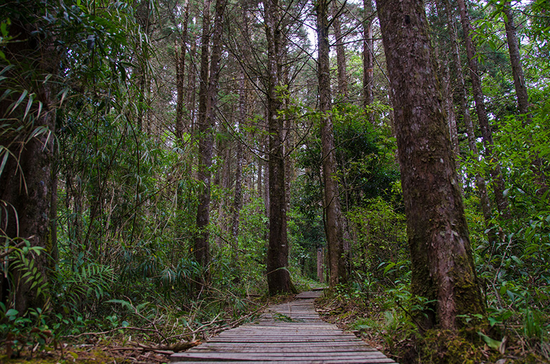 Canopy